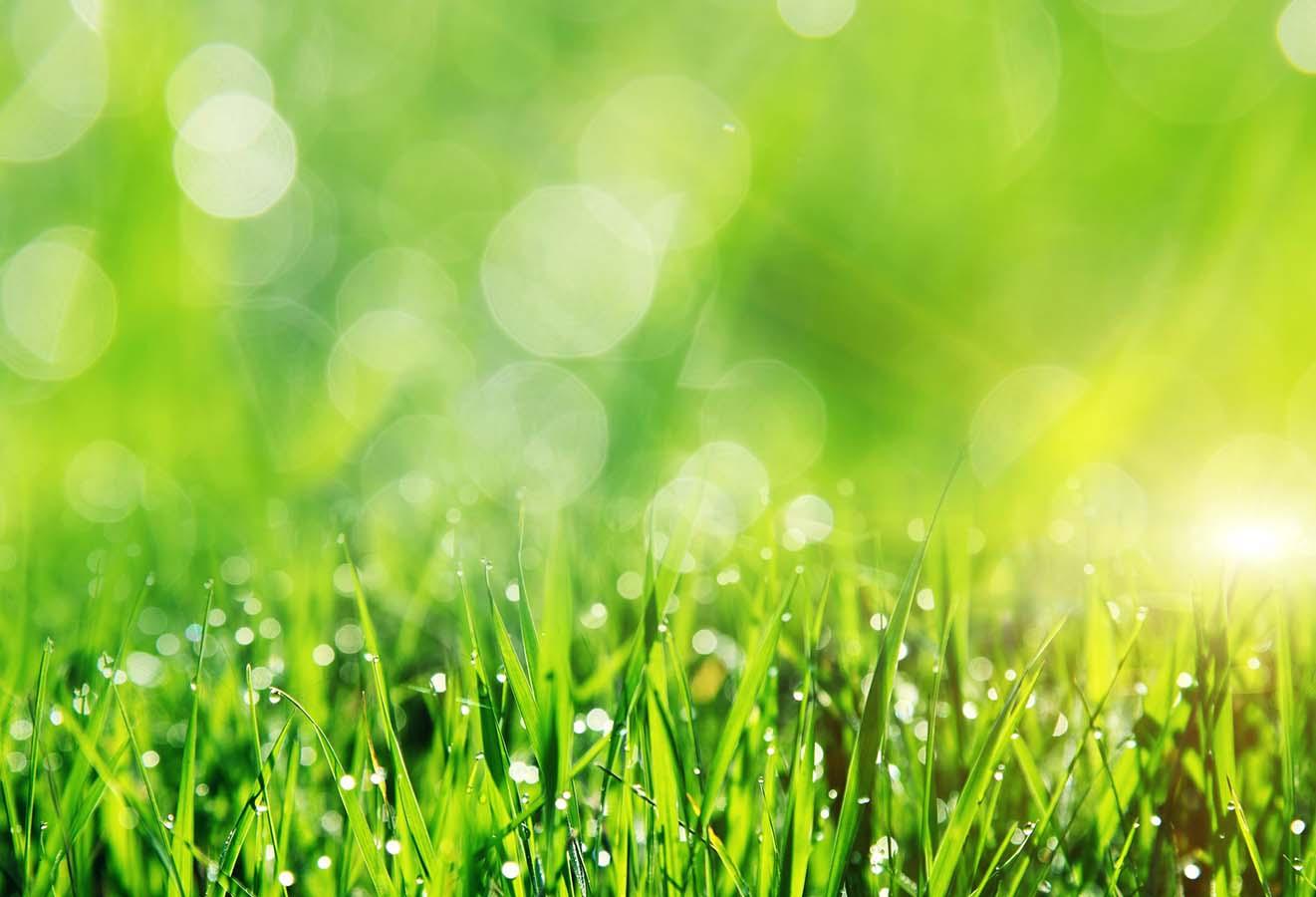 closeup image of grass